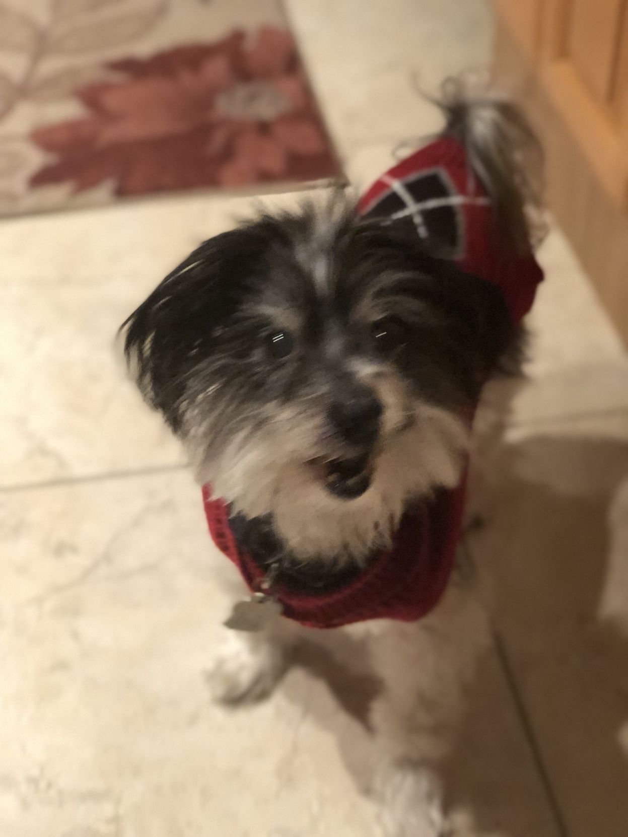 The Times Cutest Pets of Winter 2018